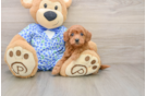 Mini Goldendoodle Puppy for Adoption