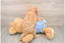 Sweet Mini Goldendoodle Baby