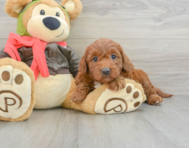 9 week old Mini Goldendoodle Puppy For Sale - Seaside Pups