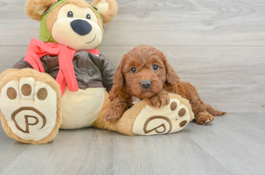 Smart Mini Goldendoodle Poodle Mix Pup