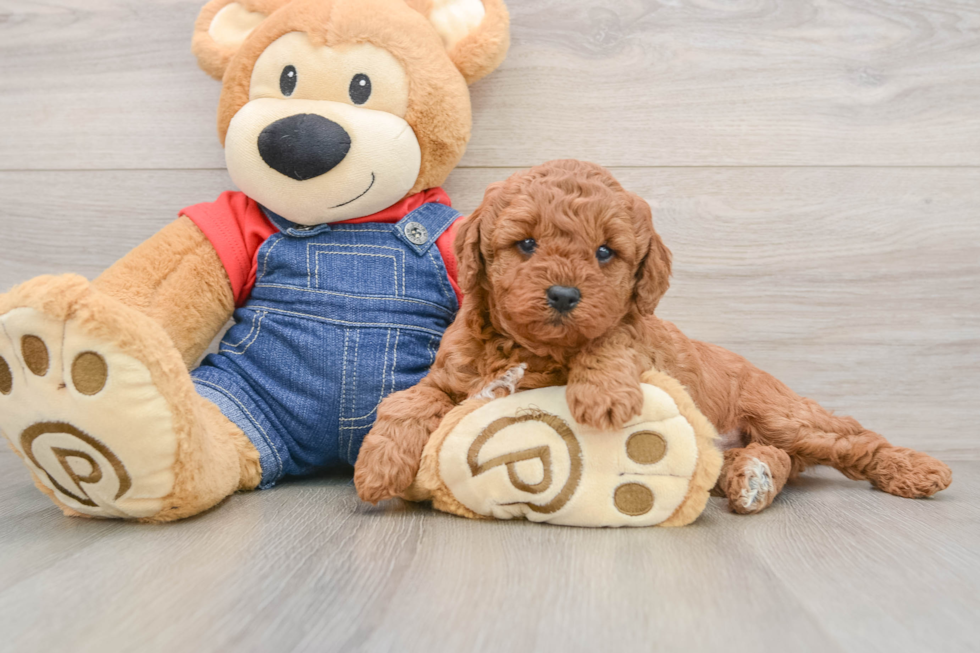 Mini Goldendoodle Puppy for Adoption