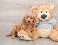 7 week old Mini Goldendoodle Puppy For Sale - Seaside Pups