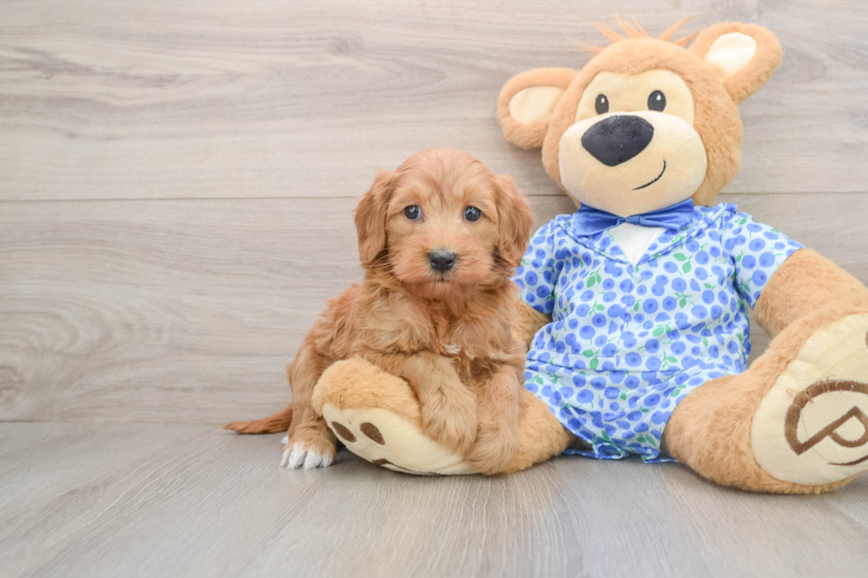 Mini Goldendoodle Pup Being Cute