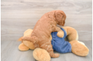 Cute Mini Goldendoodle Baby