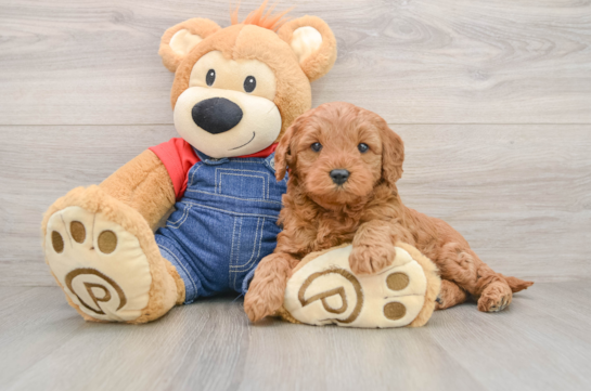Friendly Mini Goldendoodle Baby
