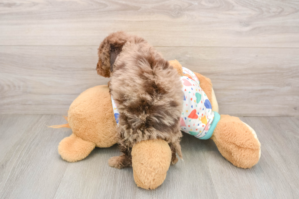 Sweet Mini Goldendoodle Baby