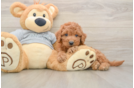 Small Mini Goldendoodle Baby