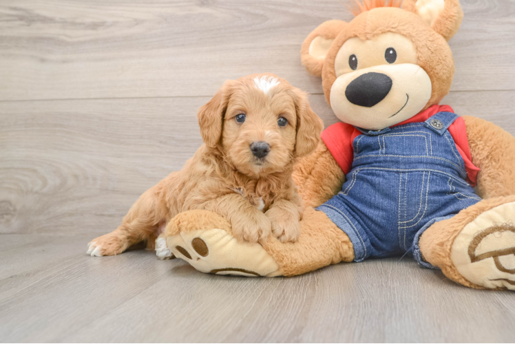 Mini Goldendoodle Pup Being Cute