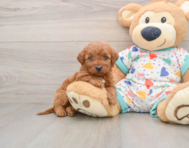 5 week old Mini Goldendoodle Puppy For Sale - Seaside Pups