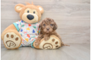 Happy Mini Goldendoodle Baby
