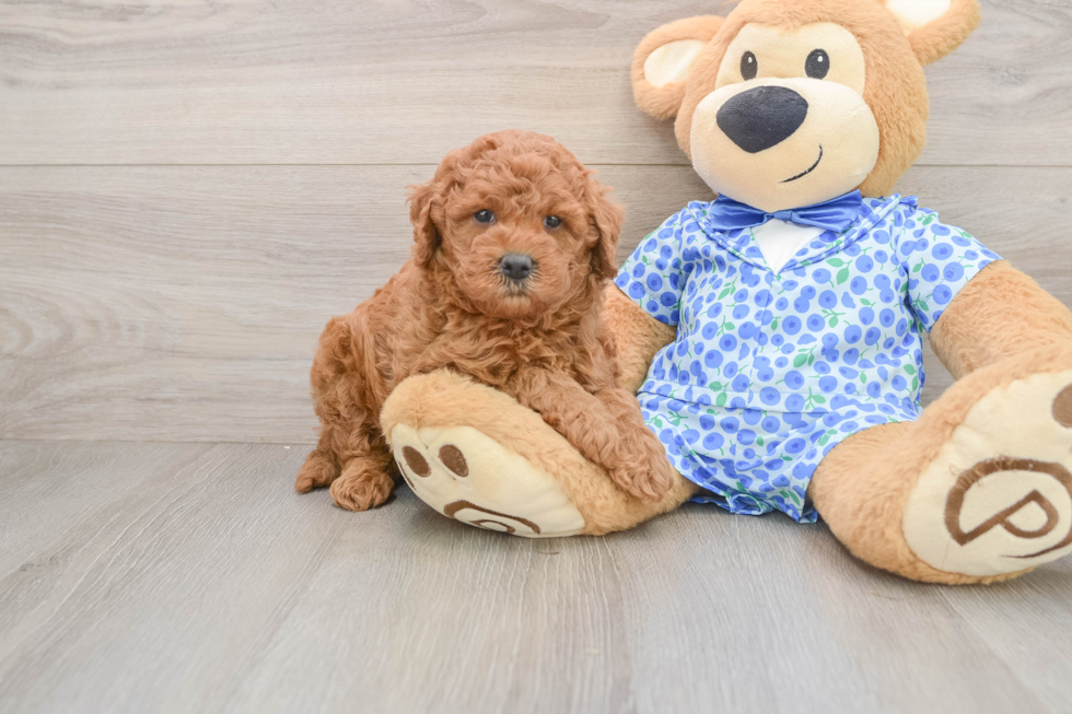 Mini Goldendoodle Pup Being Cute