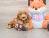 5 week old Mini Goldendoodle Puppy For Sale - Seaside Pups