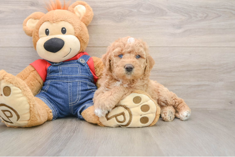 Hypoallergenic Mini Goldiepoo Poodle Mix Puppy