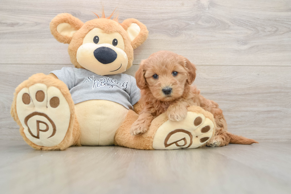 Little Mini Goldenpoo Poodle Mix Puppy