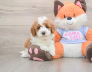 5 week old Mini Goldendoodle Puppy For Sale - Seaside Pups