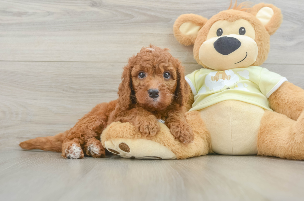 6 week old Mini Goldendoodle Puppy For Sale - Seaside Pups