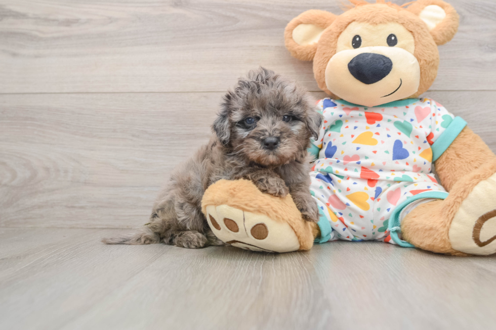 Friendly Mini Goldendoodle Baby