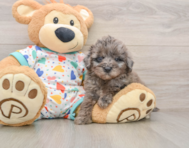 9 week old Mini Goldendoodle Puppy For Sale - Seaside Pups