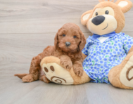 8 week old Mini Goldendoodle Puppy For Sale - Seaside Pups