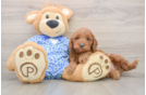 Mini Goldendoodle Pup Being Cute
