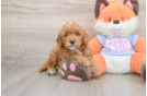 Happy Mini Goldendoodle Baby