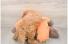 Smart Mini Goldendoodle Poodle Mix Pup