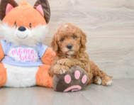 5 week old Mini Goldendoodle Puppy For Sale - Seaside Pups
