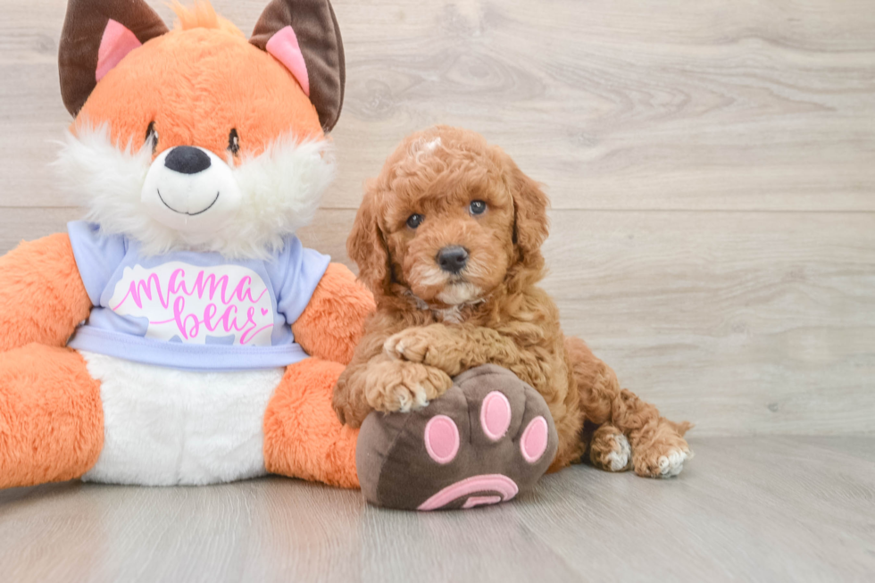 Popular Mini Goldendoodle Poodle Mix Pup