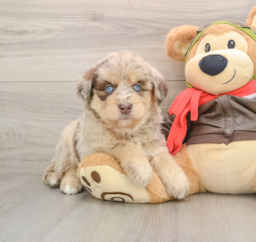 6 week old Mini Huskydoodle Puppy For Sale - Seaside Pups