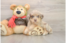 Cute Mini Huskydoodle Baby