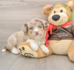 6 week old Mini Huskydoodle Puppy For Sale - Seaside Pups