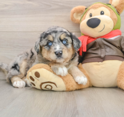 6 week old Mini Huskydoodle Puppy For Sale - Seaside Pups