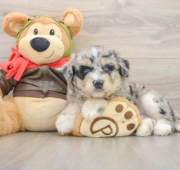 6 week old Mini Huskydoodle Puppy For Sale - Seaside Pups