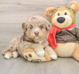 6 week old Mini Huskydoodle Puppy For Sale - Seaside Pups