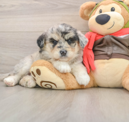6 week old Mini Huskydoodle Puppy For Sale - Seaside Pups