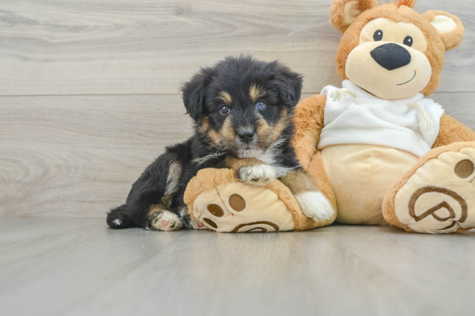 Cute Husky Doodle Poodle Mix Puppy