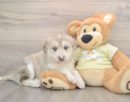 5 week old Mini Huskydoodle Puppy For Sale - Seaside Pups