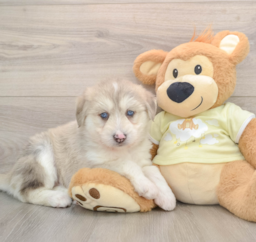 8 week old Mini Huskydoodle Puppy For Sale - Seaside Pups