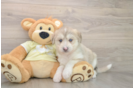Mini Huskydoodle Puppy for Adoption