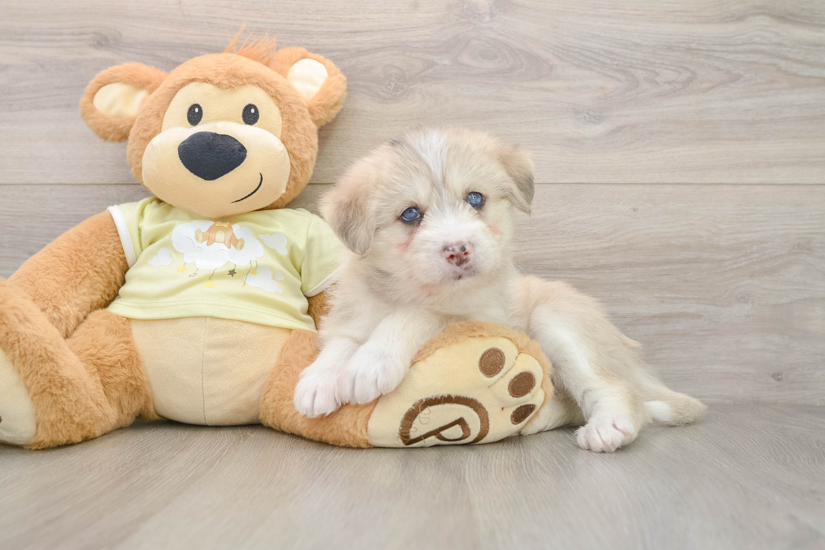 Cute Mini Huskydoodle Baby