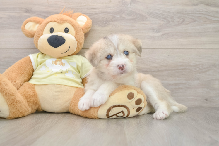 Cute Mini Huskydoodle Baby