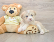 5 week old Mini Huskydoodle Puppy For Sale - Seaside Pups