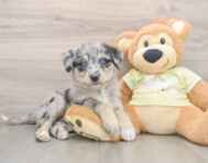 5 week old Mini Huskydoodle Puppy For Sale - Seaside Pups