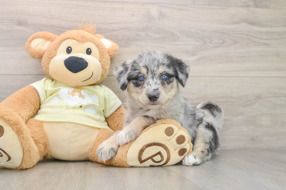 Mini Huskydoodle Puppy for Adoption