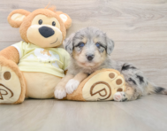 5 week old Mini Huskydoodle Puppy For Sale - Seaside Pups