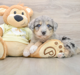 8 week old Mini Huskydoodle Puppy For Sale - Seaside Pups