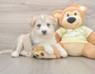 6 week old Mini Huskydoodle Puppy For Sale - Seaside Pups