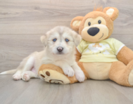 6 week old Mini Huskydoodle Puppy For Sale - Seaside Pups