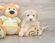 7 week old Mini Huskydoodle Puppy For Sale - Seaside Pups