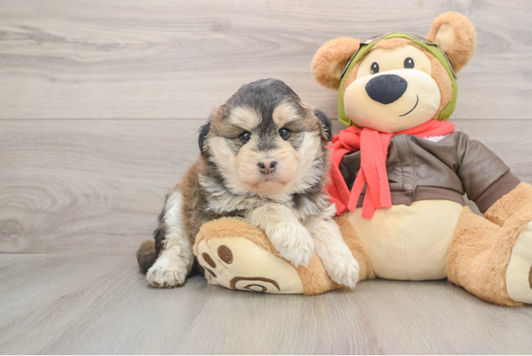 Mini Huskydoodle Pup Being Cute